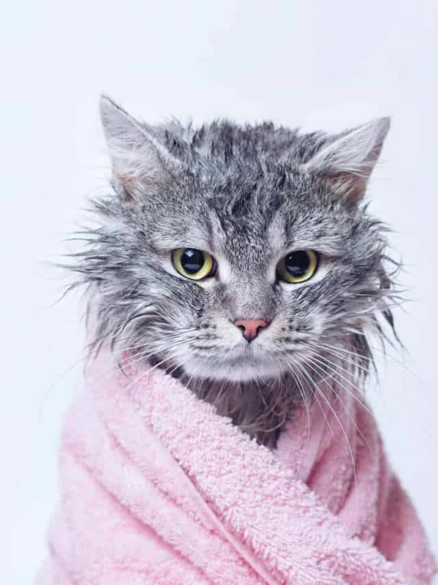 Easy Bathing With Best Cat Shampoo Alternatives