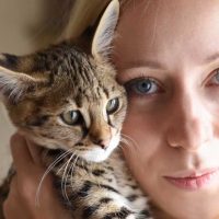 Savannah Cat Vs Serval Cat Differences & Similarities