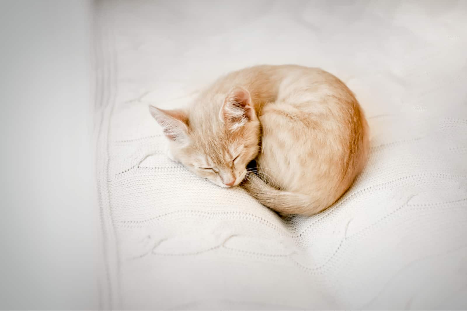 curled up cat sleeping on bed