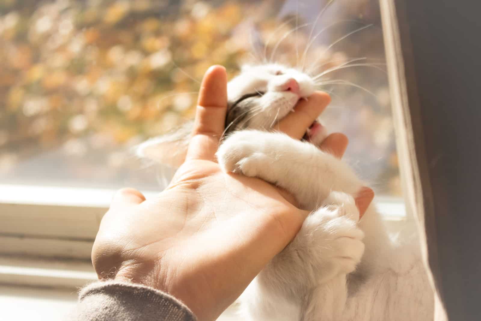 cute cat biting hand