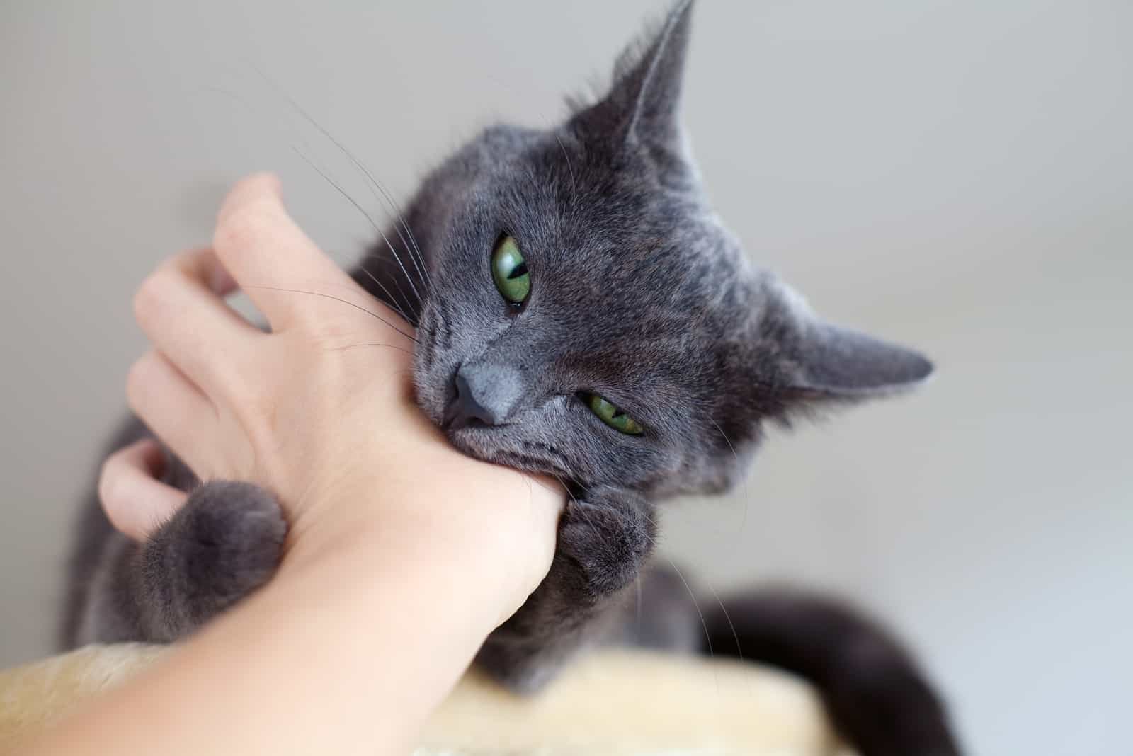 dark grey cat biting hand