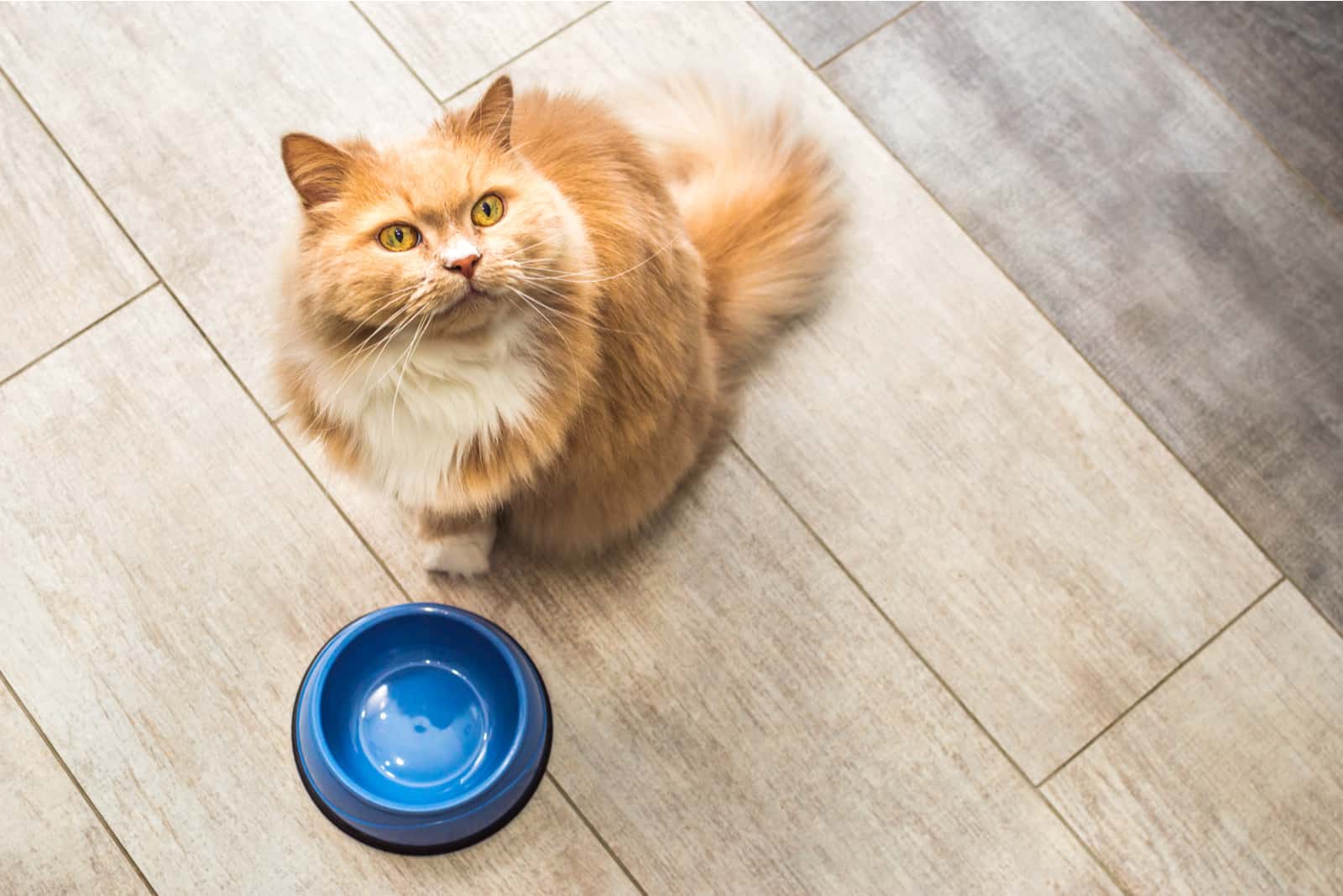 fluffy cat stands by a bowl on the kitchen floor and waits for food