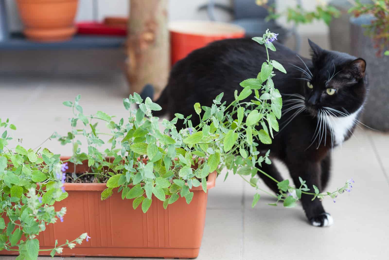 green herb growing in a container and black cat walking around