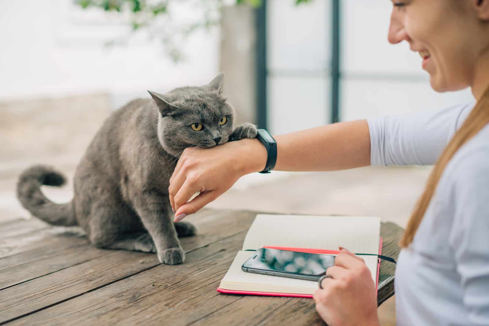 grey cat biting hand while sitting on table