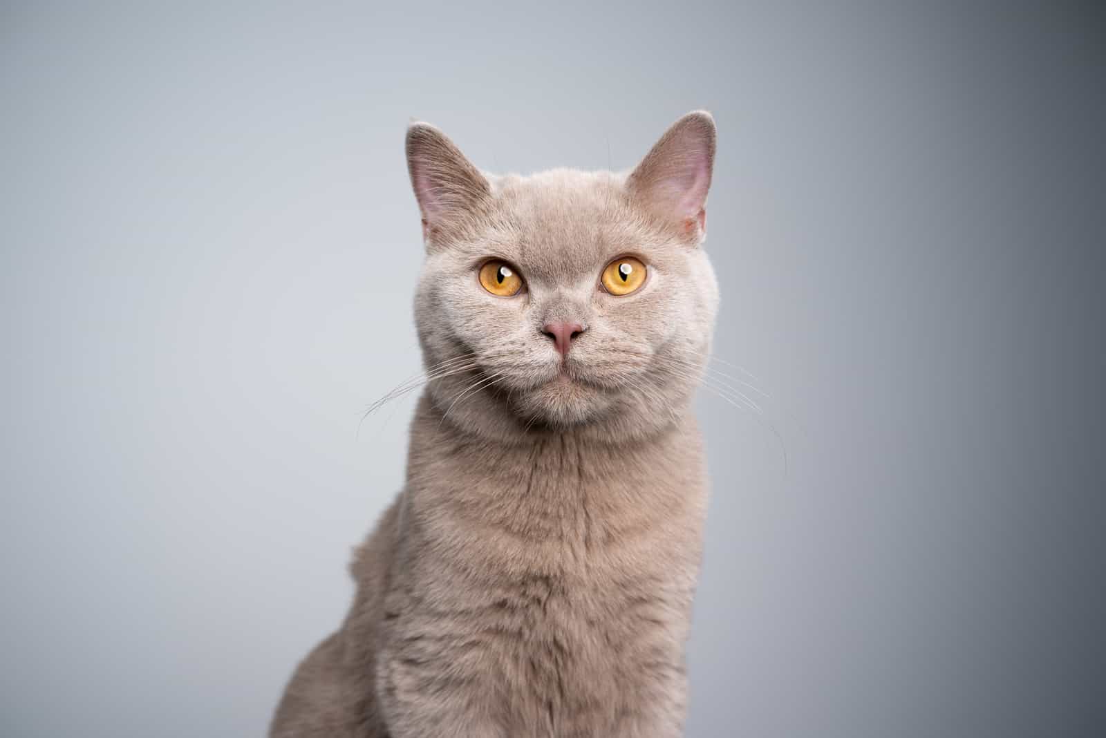 grey cat standing in front of grey background