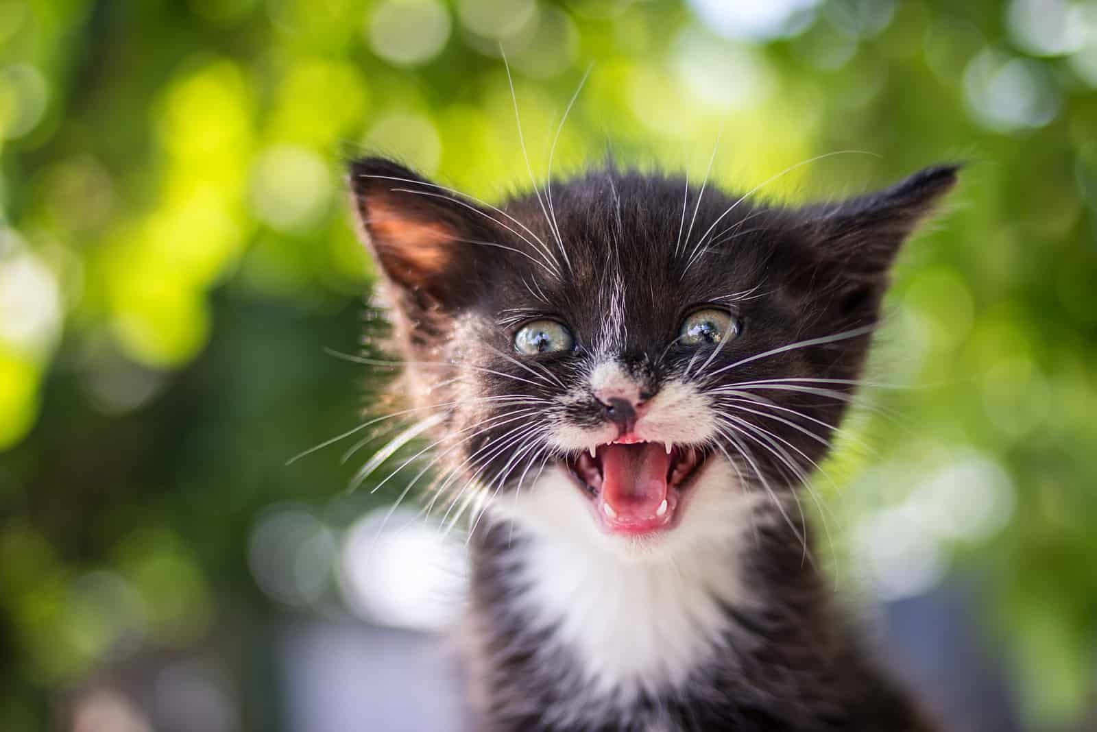 happy kitten sitting in nature