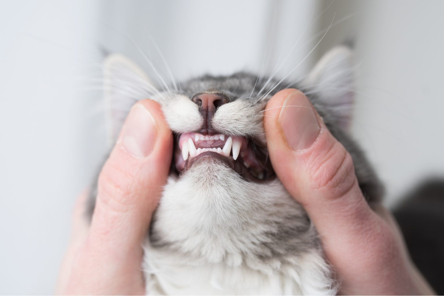 Cat Teeth Age Chart: How Old Is My Cat According To Her Teeth?