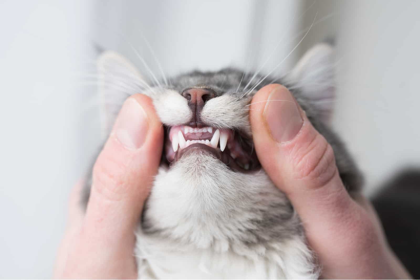 kitten showing teeth