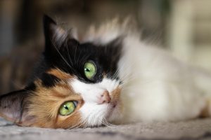 Are Calico Cats Hypoallergenic? Everything You Need To Know