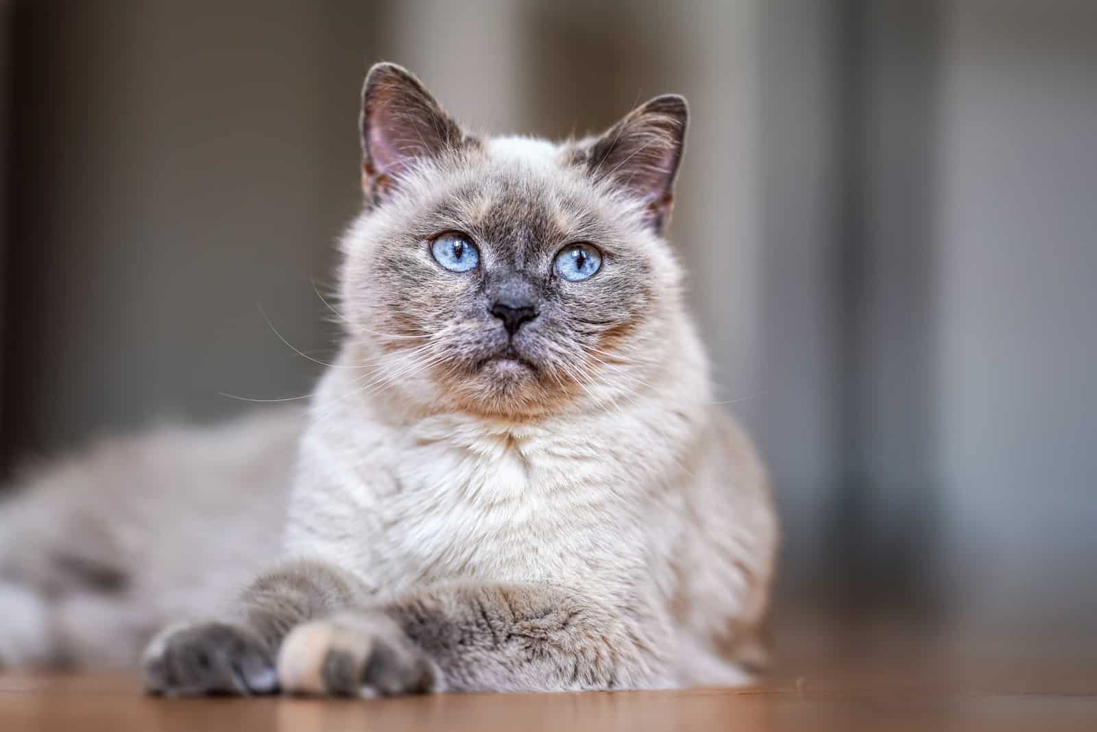 older cat sitting on floor