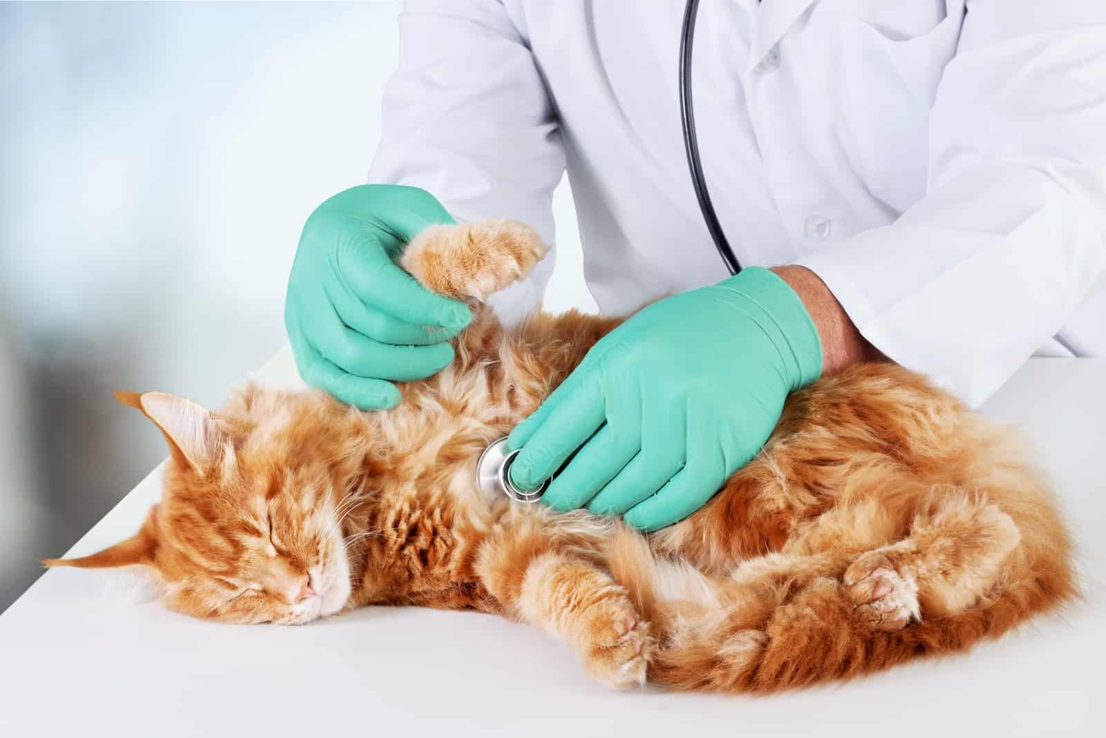 orange cat at vet