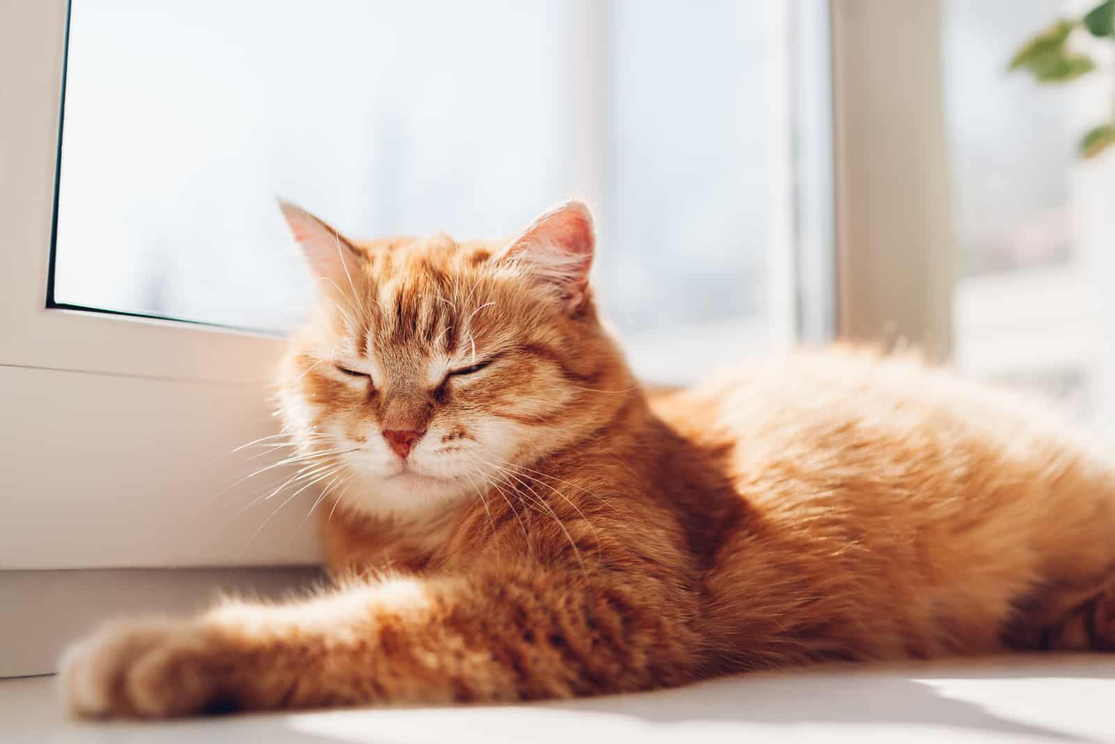 orange cat sleeping on floor by window