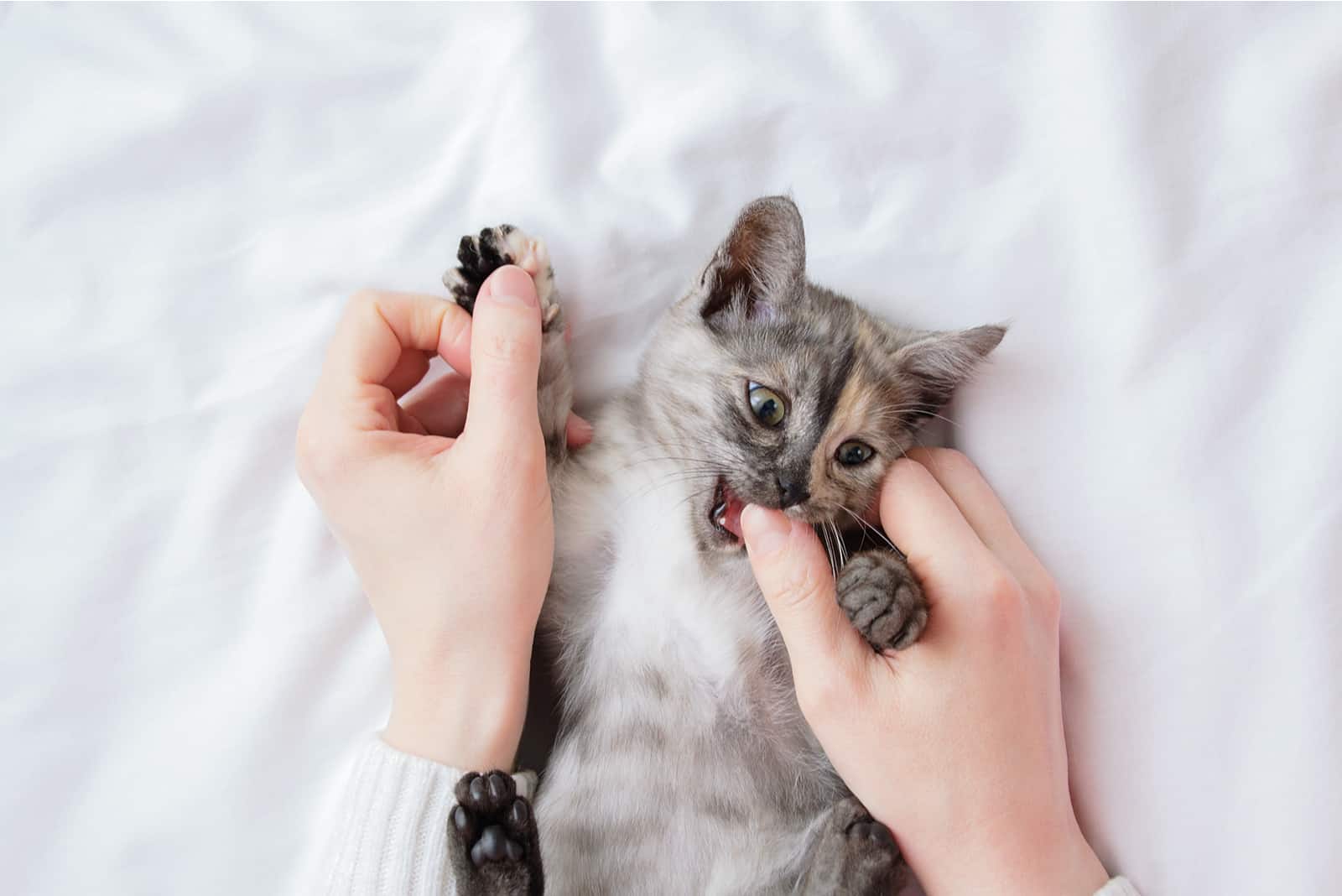 owner playing with his cat