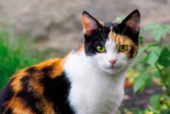 Are Calico Cats Hypoallergenic? Everything You Need To Know