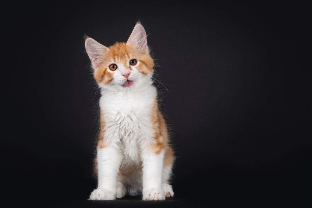 Can Cats Breathe Through Their Mouth? Everything You Need To Know!