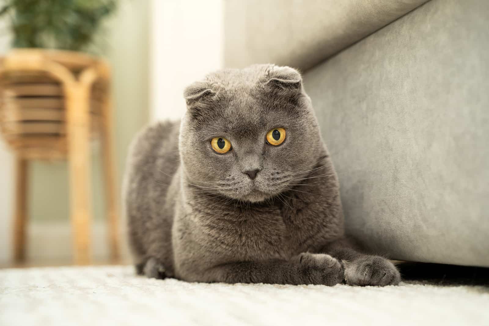 scottish fold cat lying on the floor