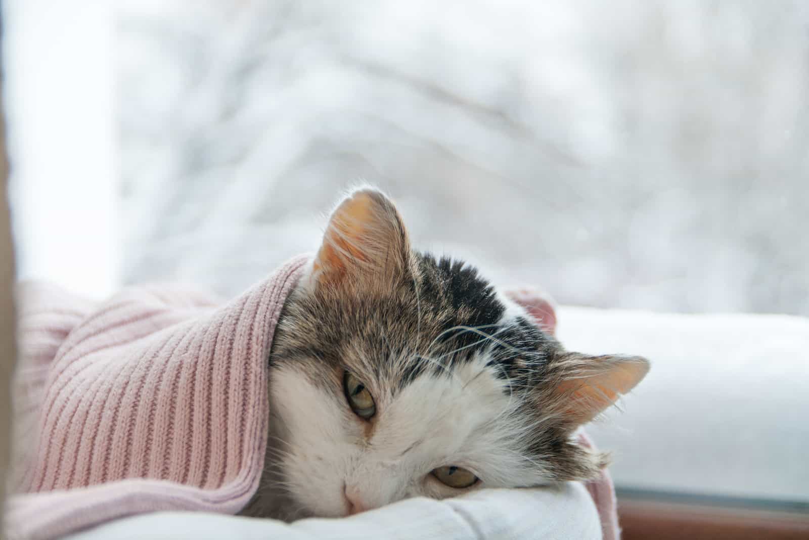 sick cat lying by window