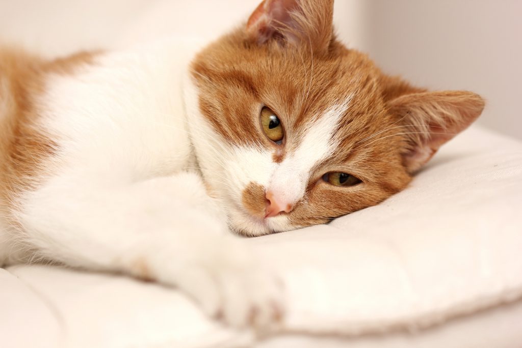 Cat Leaking Brown Fluid Causes, Symptoms, and Treatment
