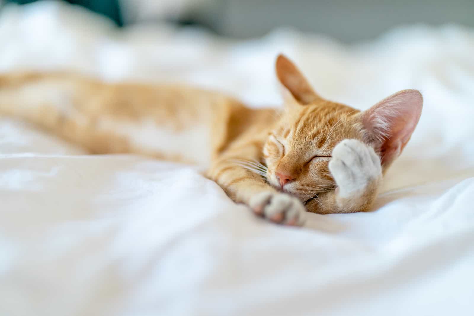 sleeping with paw on face in bed during daytime