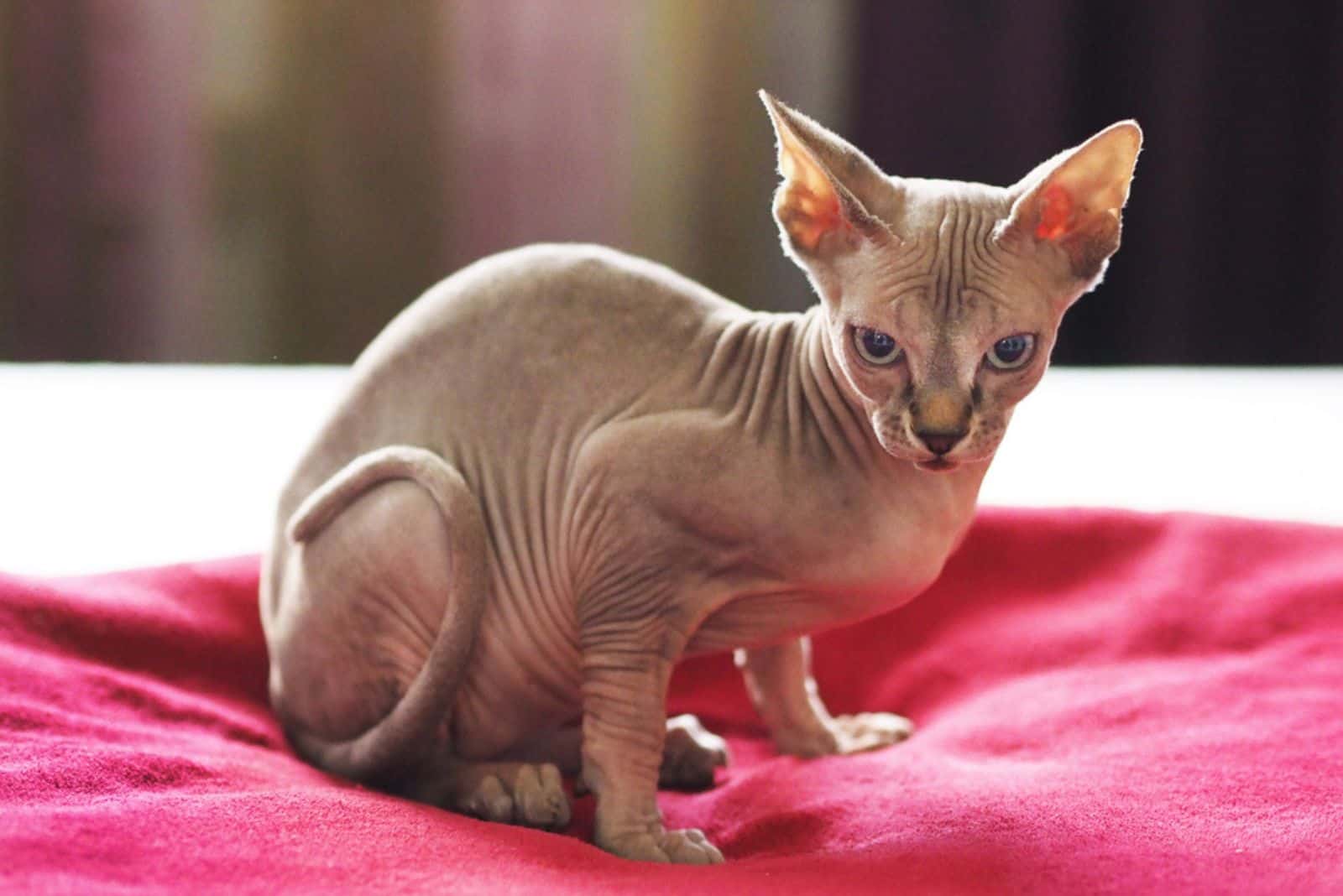 sphynx cat is sitting on the bed