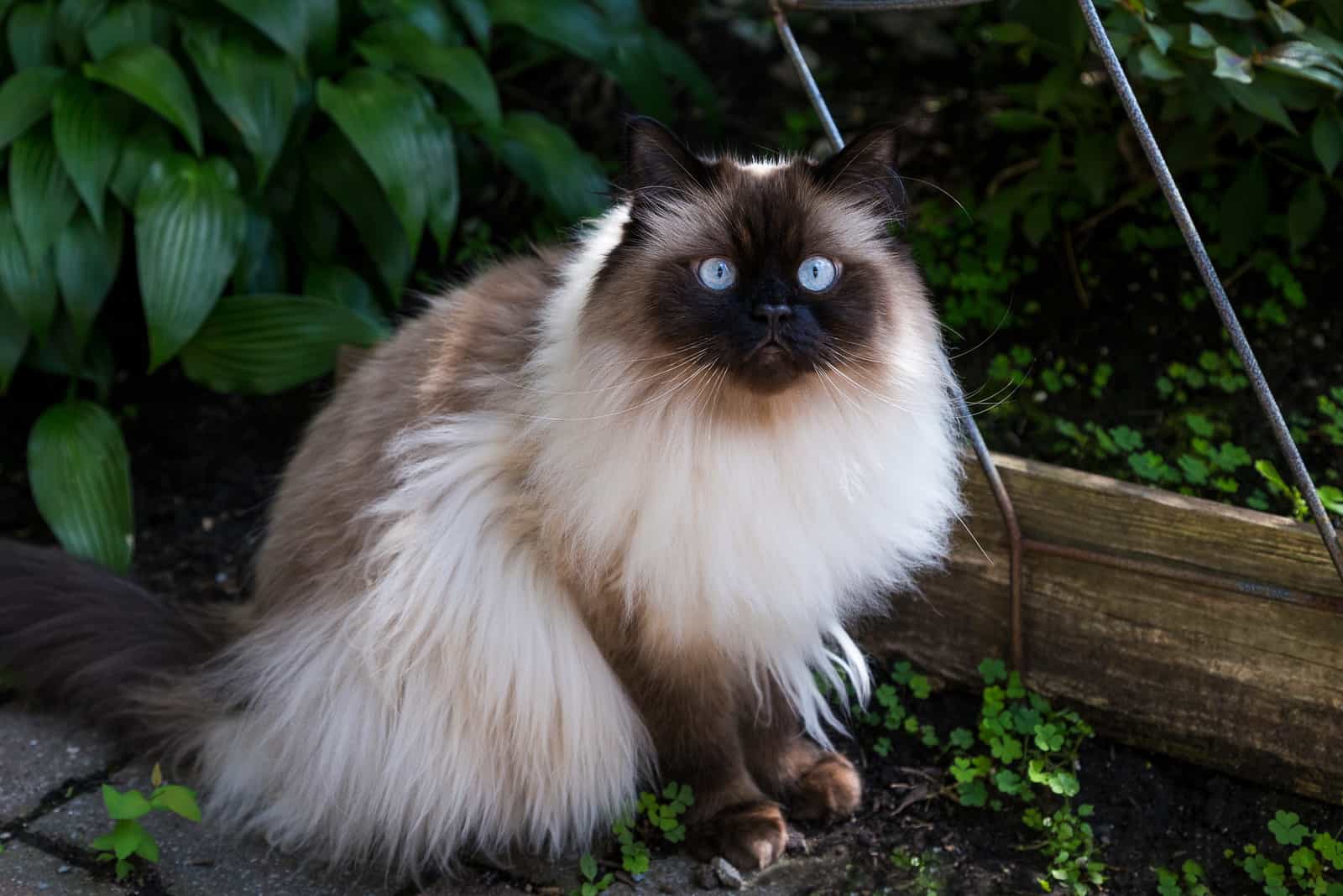 the Himalayan cat is sitting in the garden