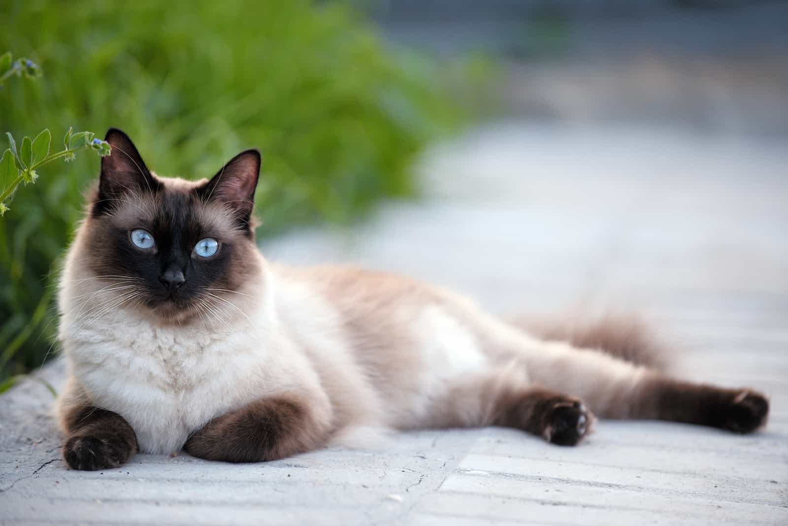 the beautiful Siamese cat lies down