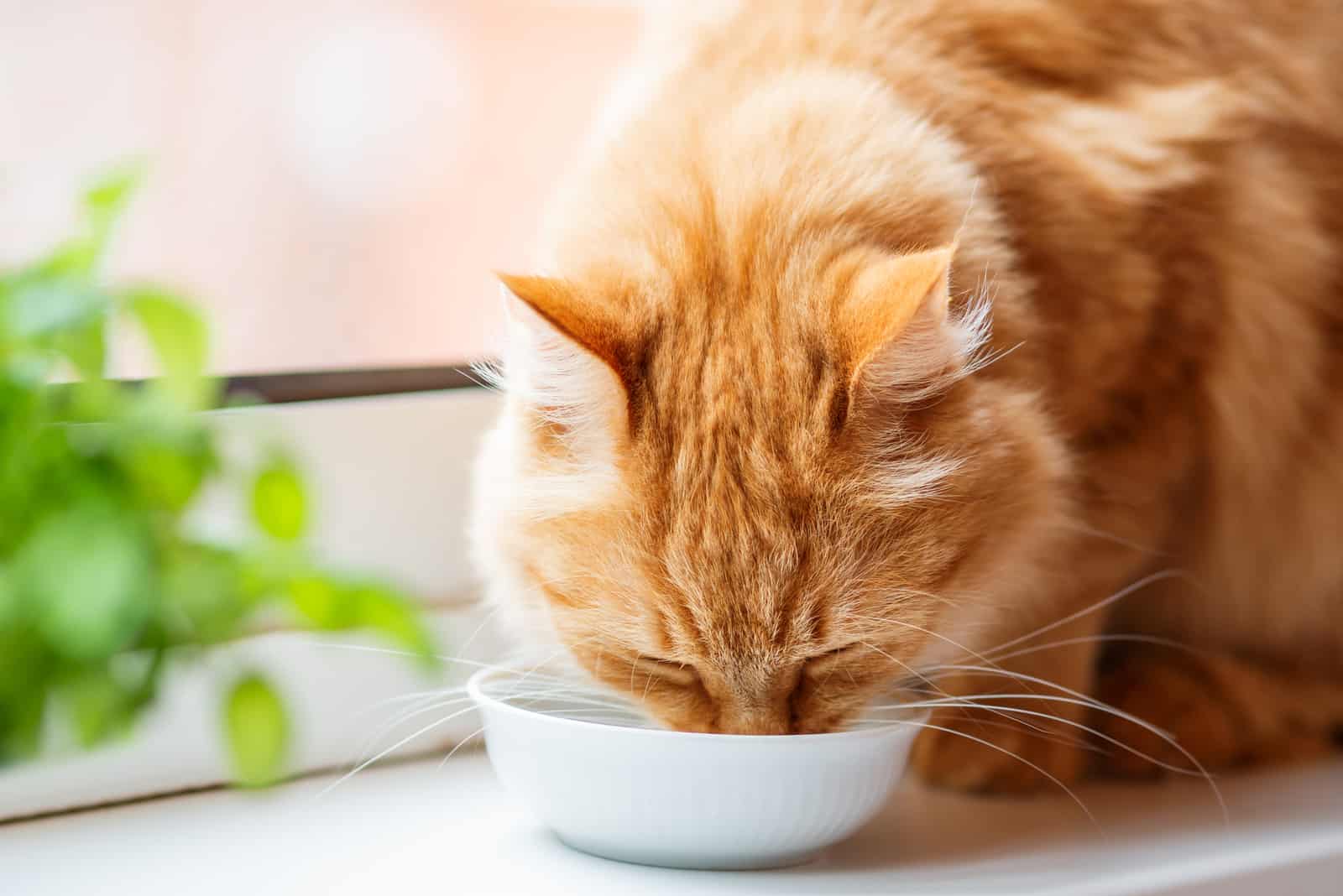 the cat drinks from a bowl