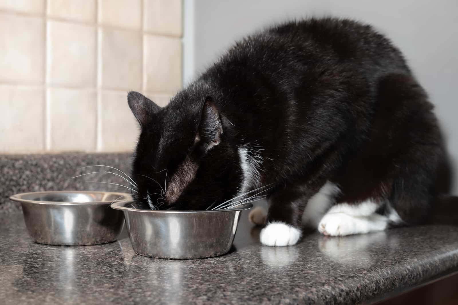 the cat drinks water from a bowl 