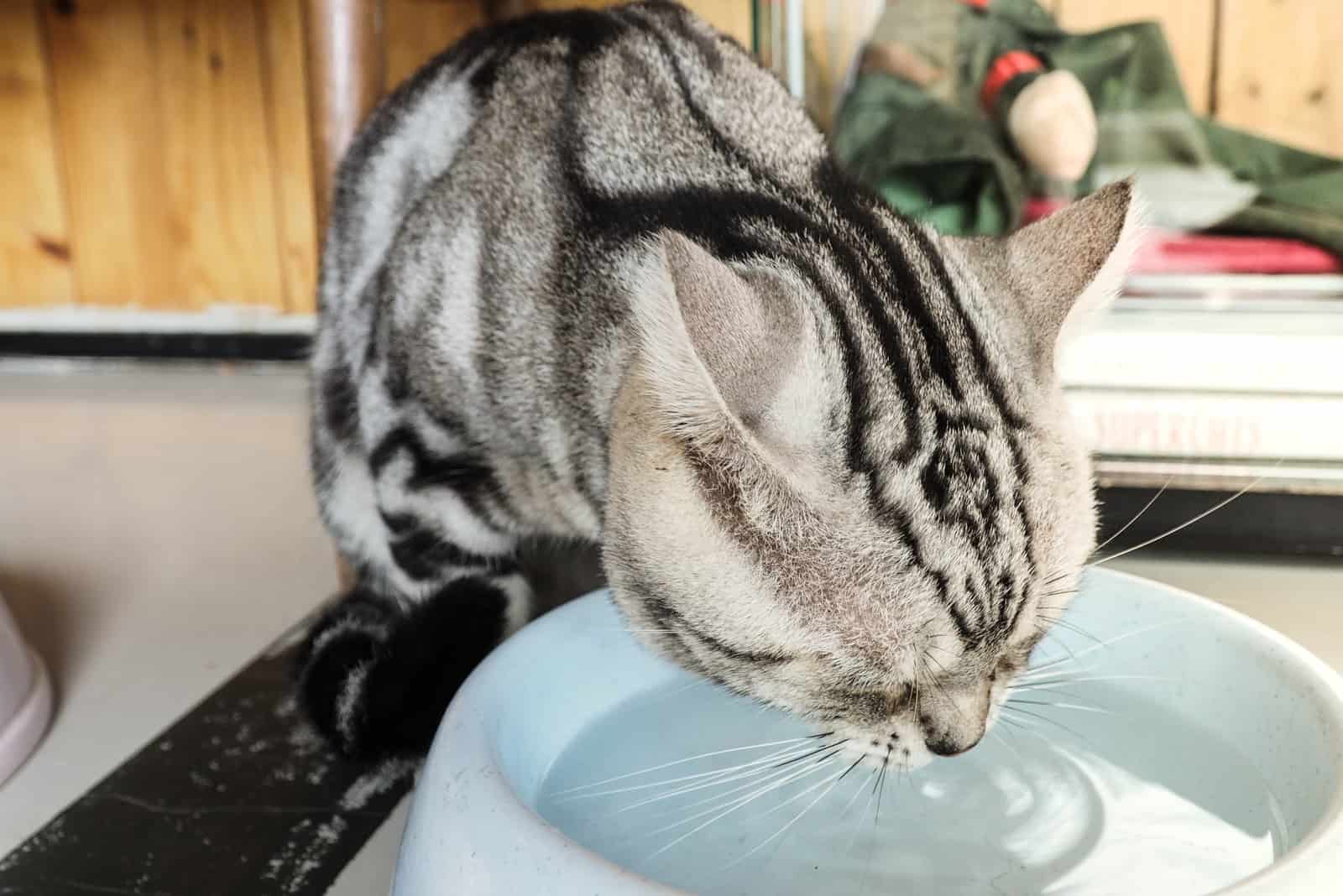 the cat drinks water from a bowl