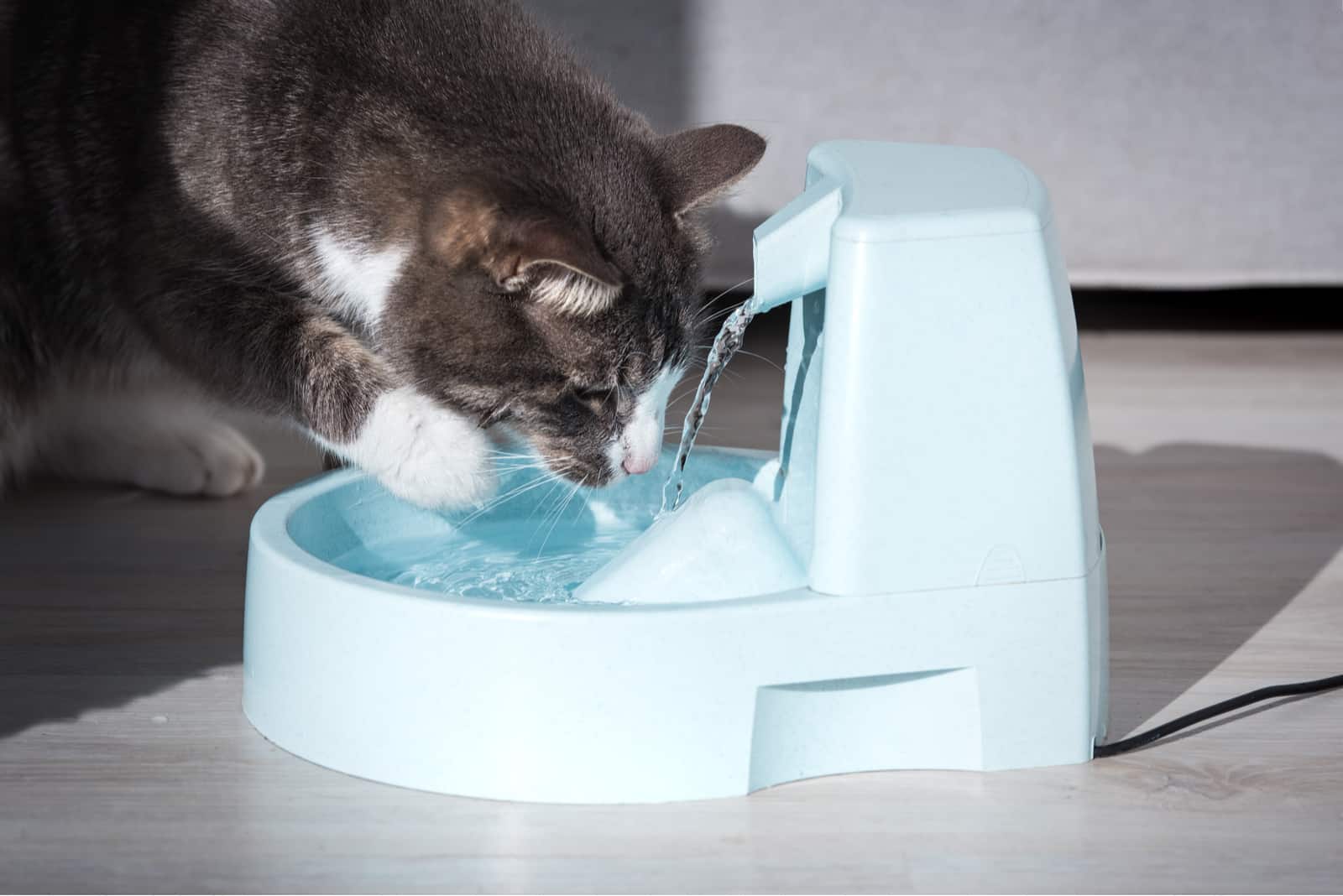 the cat drinks water from its vessel