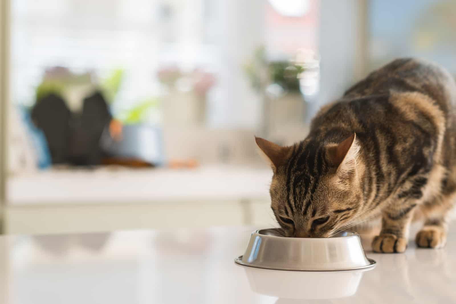 the cat eats from a bowl