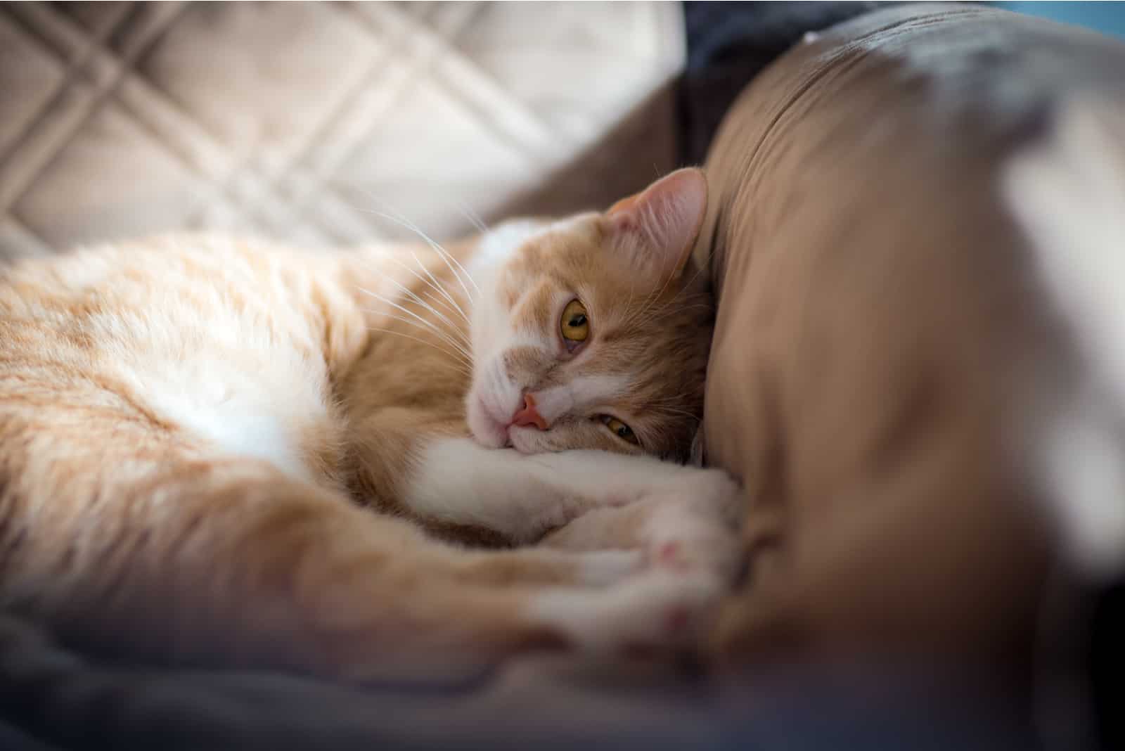 the cat is lying on a pillow