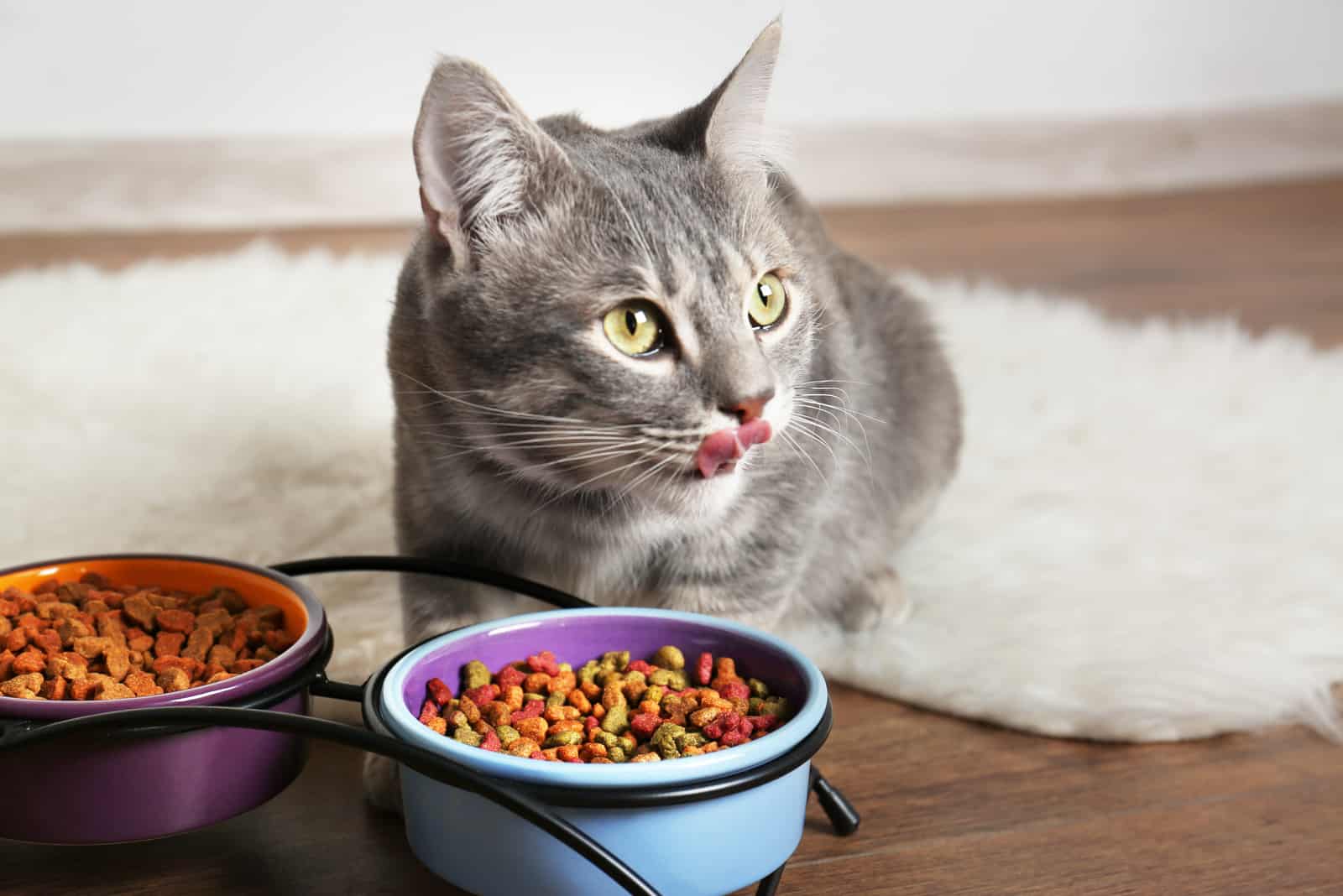 the cat is standing next to a bowl of food