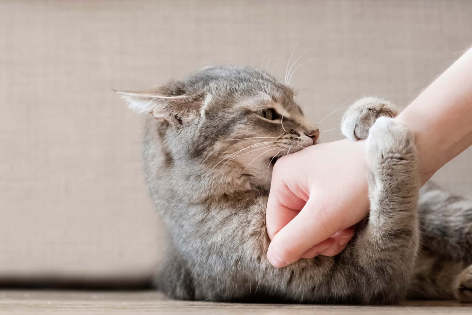 the cat lay on the couch and grabbed the woman by the arm