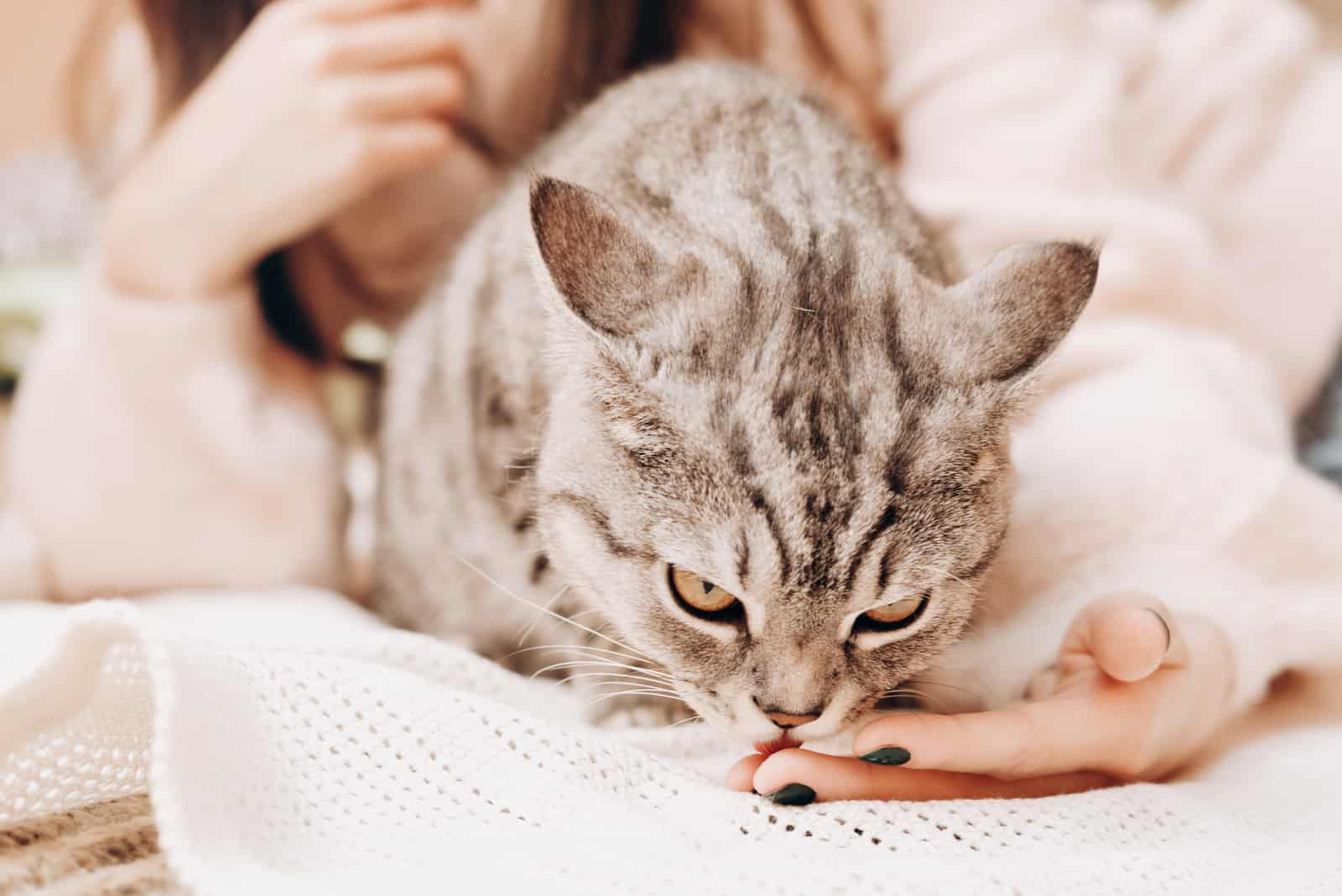 the cat licks the woman's hand