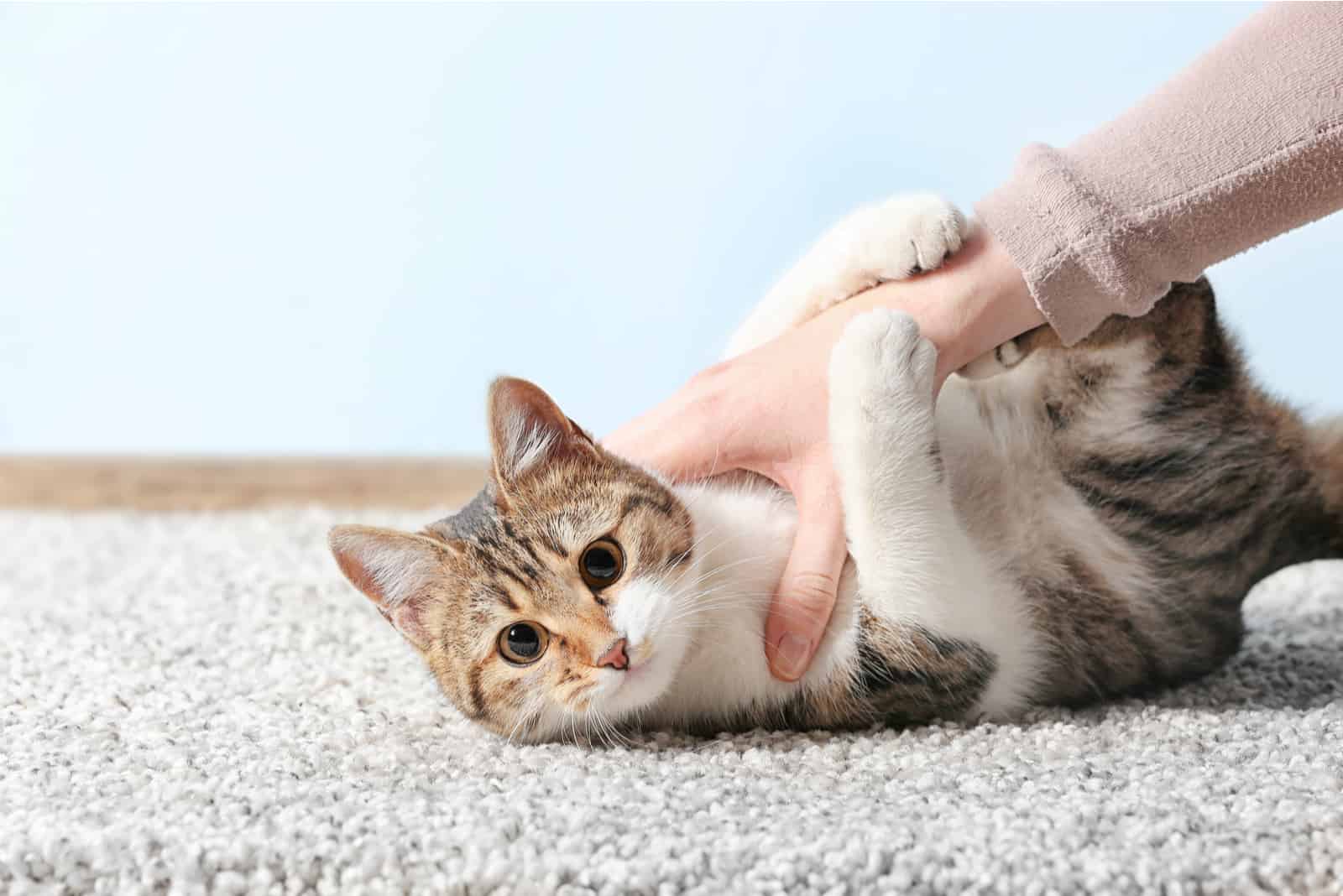 the cat lies down and looks at the camera as she grabs the woman with her claws