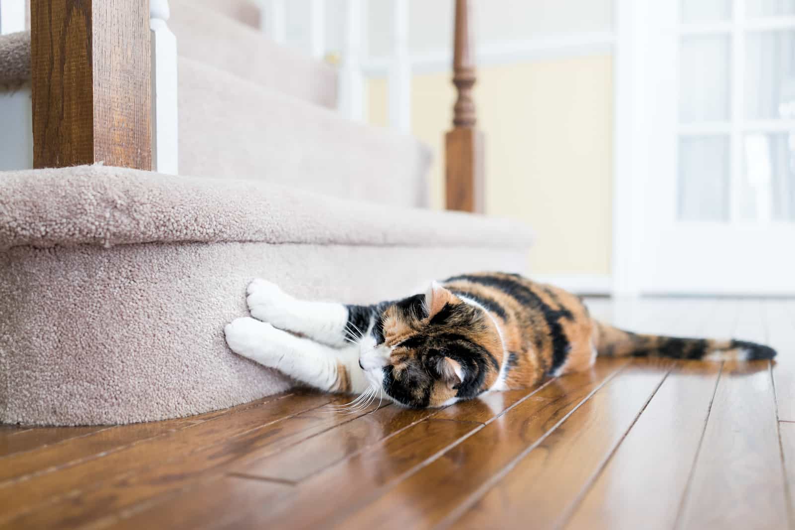 the cat lies on the floor and snorts