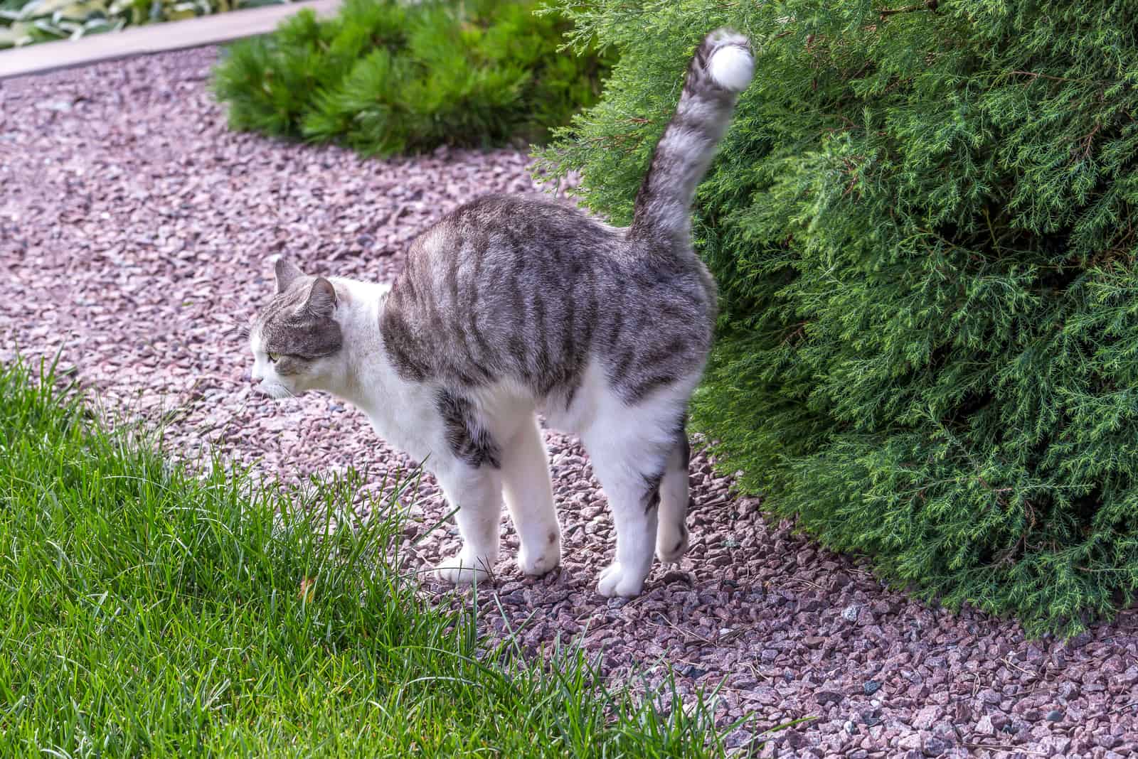 the cat performs urination in the garden