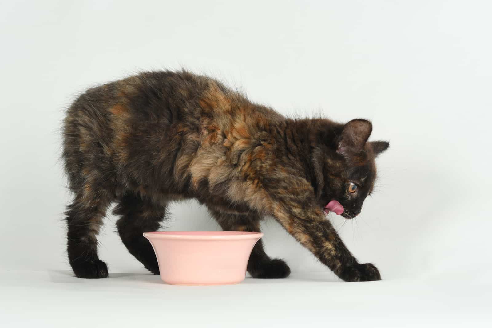 the cat scratches the floor next to the food bowl