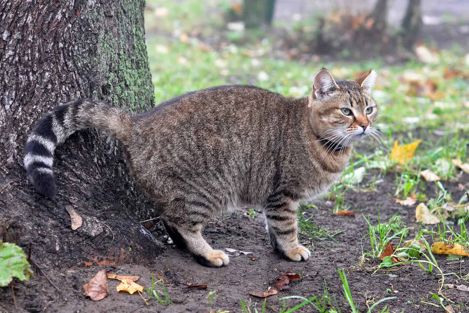 the cat urinates next to the tree