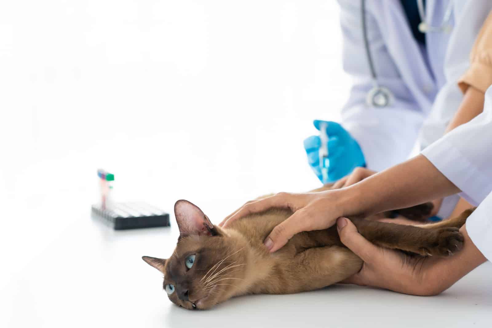 the vet takes a stool sample from the cat