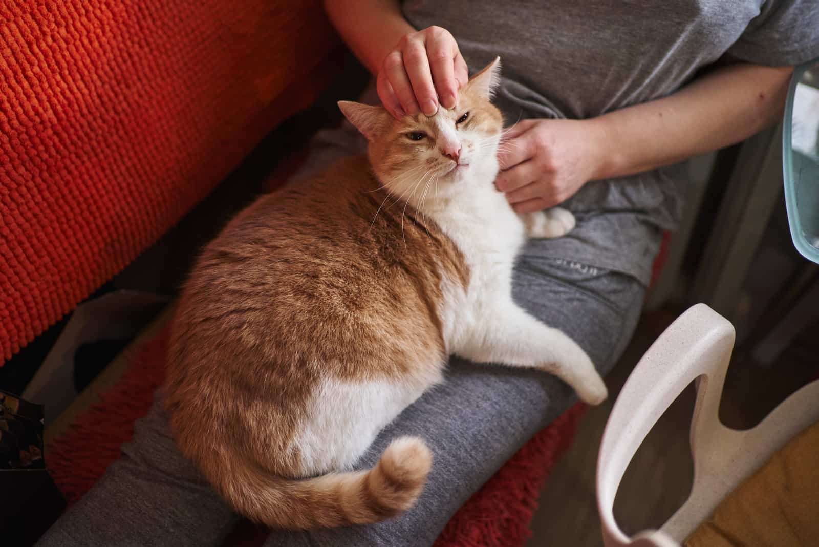 the woman caresses the cat in her lap