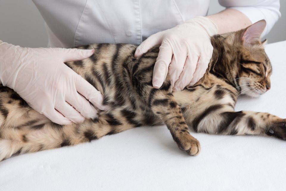 How Long Can Cats Hold Their Pee? Help Guide