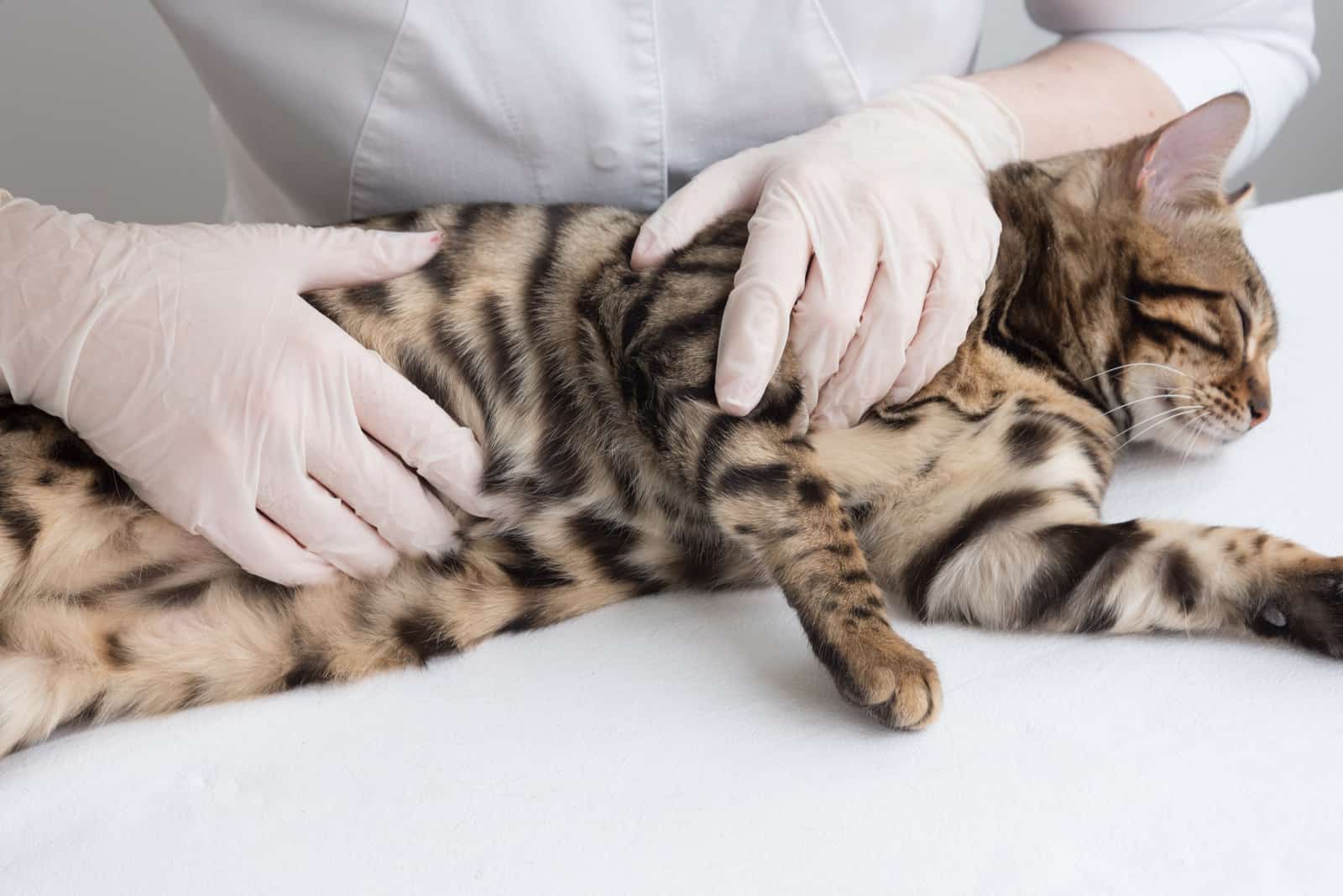 the woman examines the cat