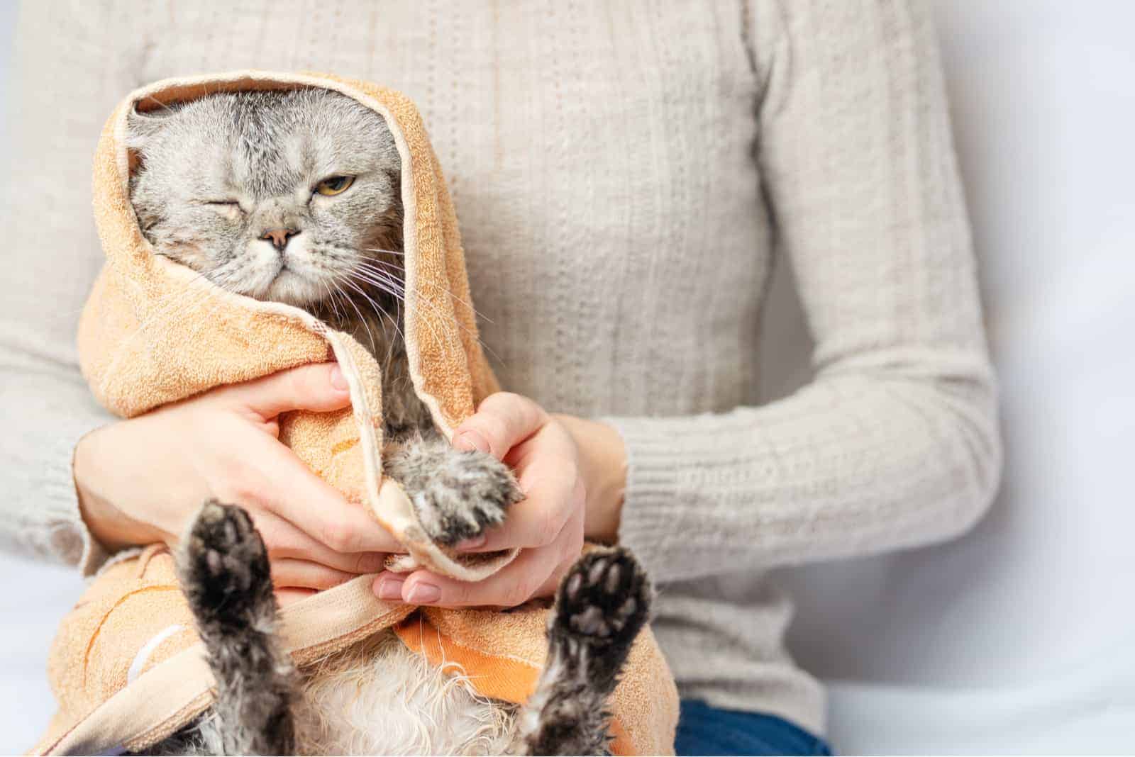 the woman holds a freshly bathed cat in her arms