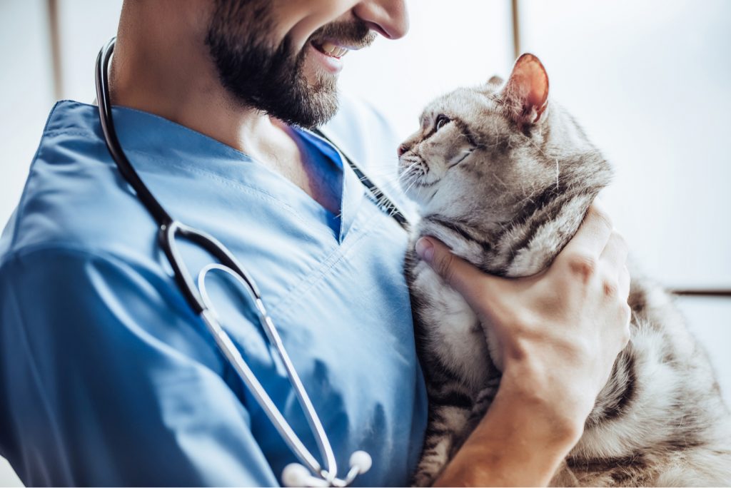 What To Expect After Cat Has An Enema? At Home Care