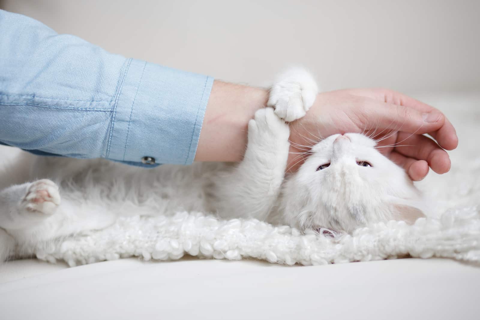 white cat playing with owner