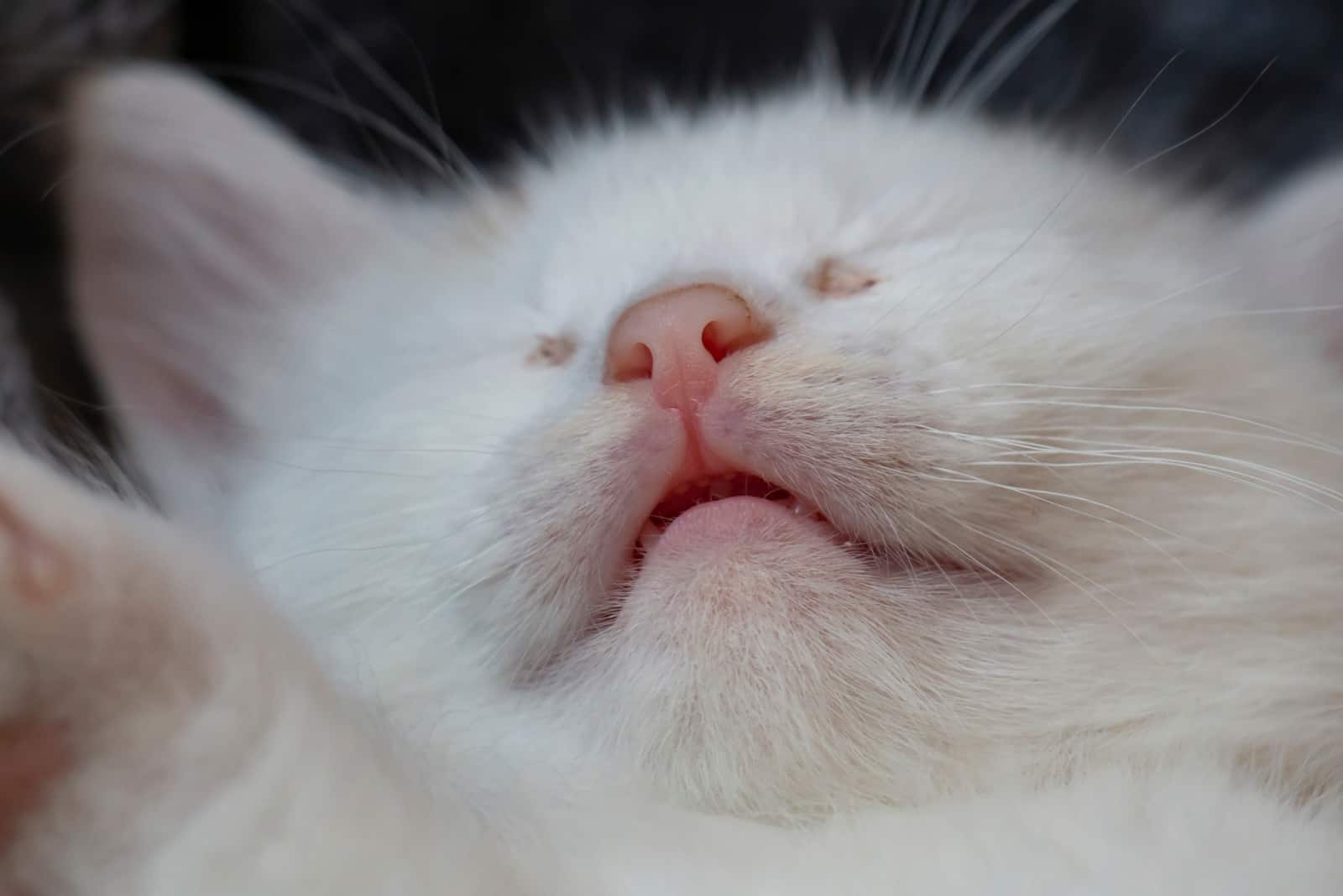 white kitten sleeping