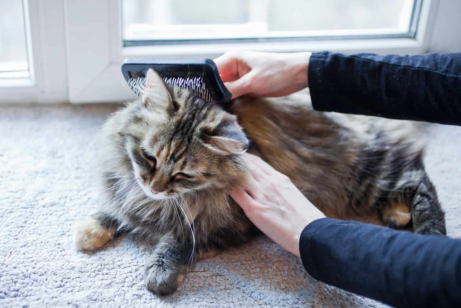 woman combing long haired cat