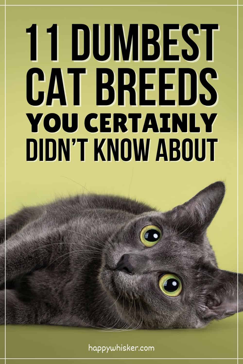 11 Dumbest Cat Breeds You Certainly Didn’t Know About Pinterest